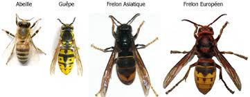 Actu - Frelon asiatique: comment détruire les nids au fusil de chasse Actu - Frelon asiatique: comment détruire les nids au fusil de chasse